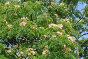 ねむの花