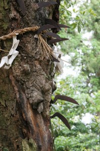 鎌打ち神事が行われるタブノキ