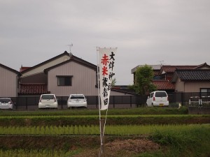 大伴神社の神田。先日早乙女たちが赤米の苗が植えました。万葉歴史館のそば。