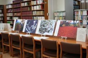 幡谷廣司さんの万葉植物の美しい写真パネル