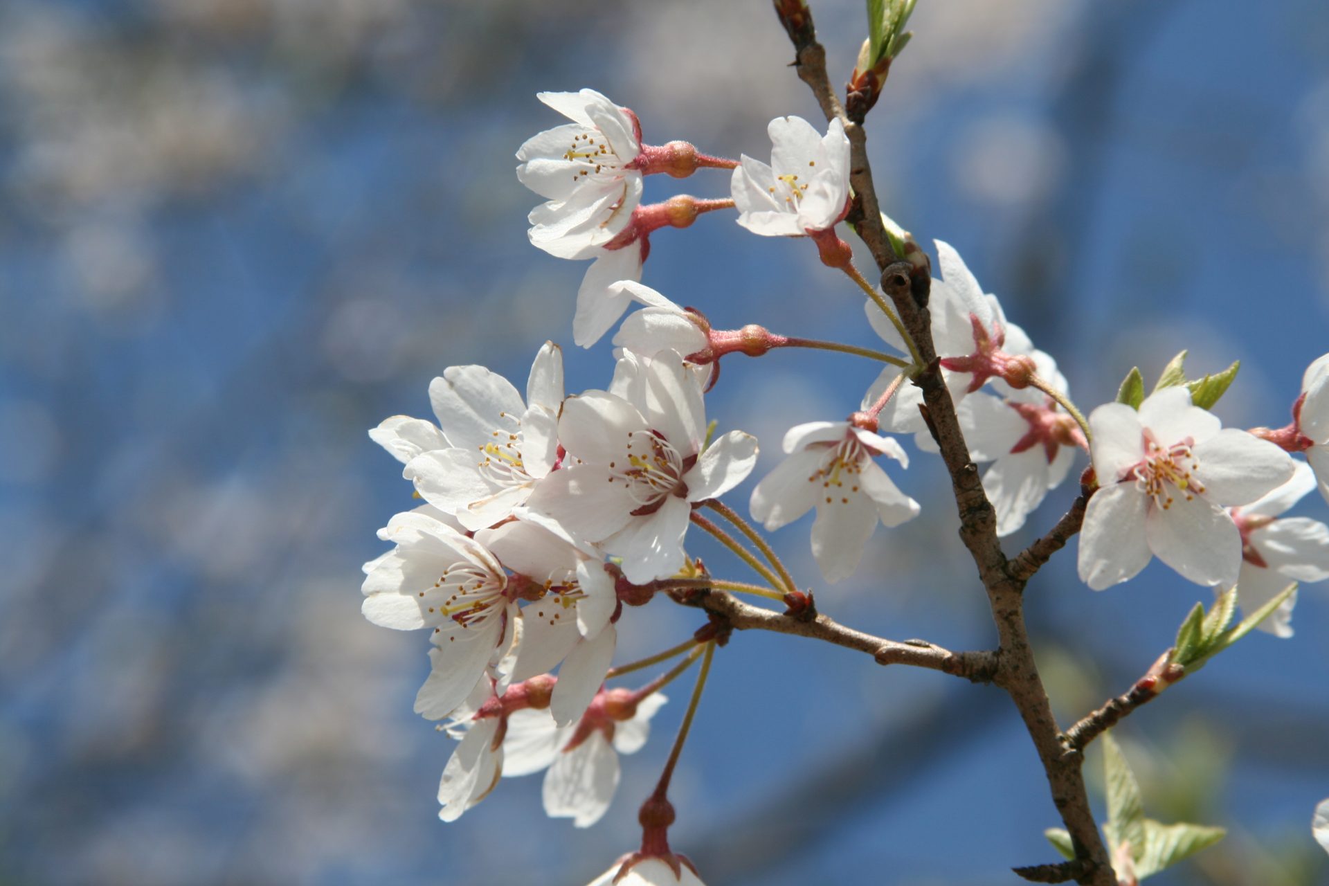 桜の花