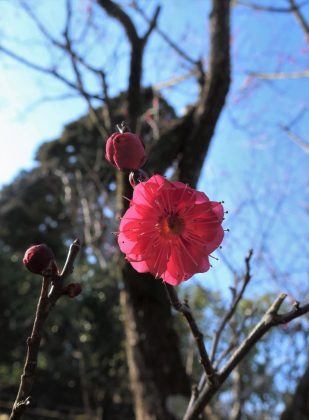 春の庭の紅梅