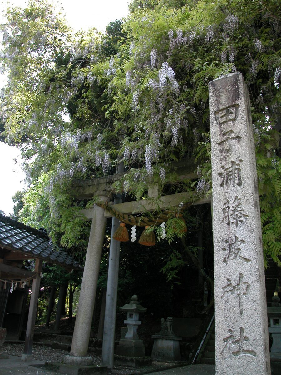 田子浦藤波神社（富山県氷見市下田子）。謡曲「藤」の舞台でもある。